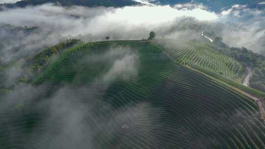 雨雾缭绕的茶山