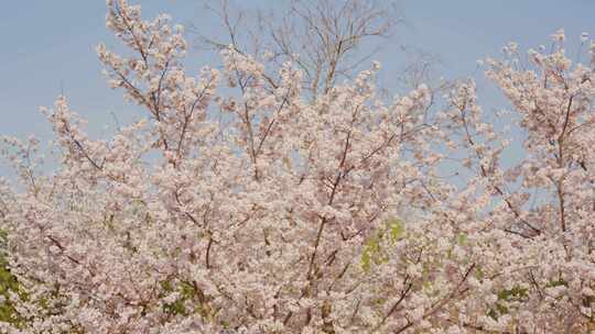 樱花树开花