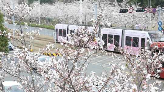 轻轨电车樱花从里来