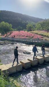 济南龙洞风景区，粉黛乱子草花海秋景迷人