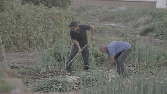 留守老人田间干农活视频素材模板下载