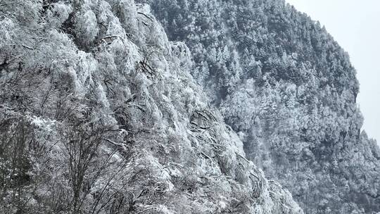 航拍湖北神农架原始森林群山冬季雪景雪松