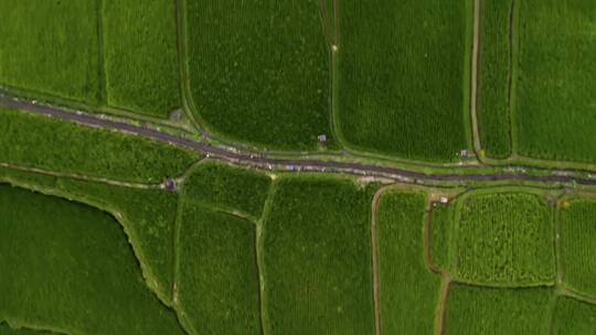 无人机拍摄的稻田种植视频素材模板下载