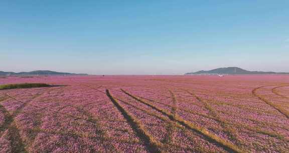 鄱阳湖秋季枯水期粉色花海低角度航拍
