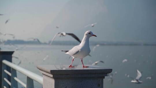 特写海鸥停留飞走