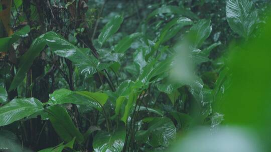 森林雨水下雨雨滴热带雨林