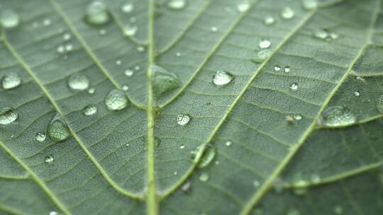 下雨和树叶