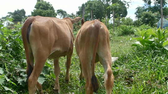柬埔寨蒙多基里村的奶牛