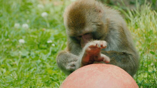 猕猴在草地上玩球