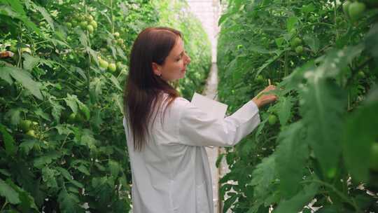 一位年轻的女科学家在温室里检查番茄植物的