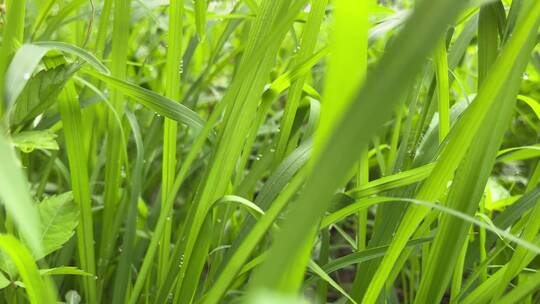 绿色小草植物