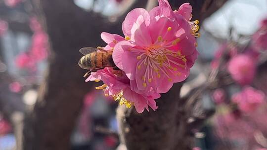 蜜蜂在花朵上采蜜