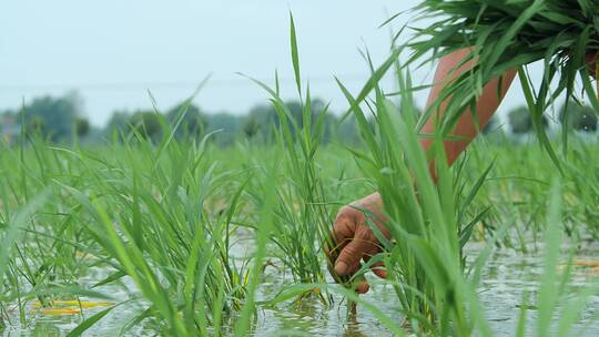人工种植水稻视频视频素材模板下载