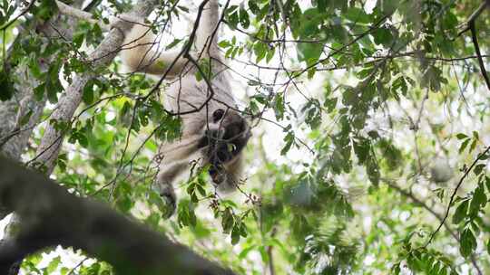 雌性食叶黑色嚎叫者，金色皮毛的alouatta caraya，倒挂在树上，抓住视频素材模板下载
