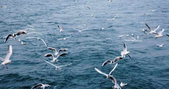 大海海面飞翔的海鸥