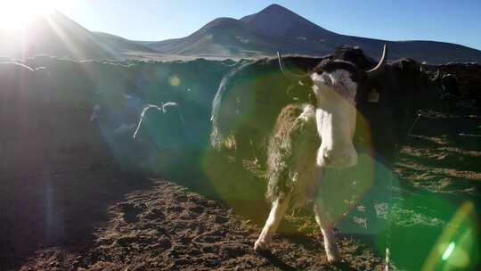 西藏牧民清晨挤牛奶