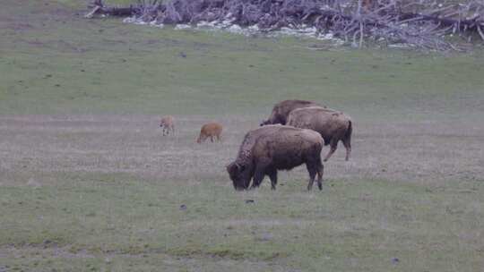 美国风景中吃草的野牛高清在线视频素材下载