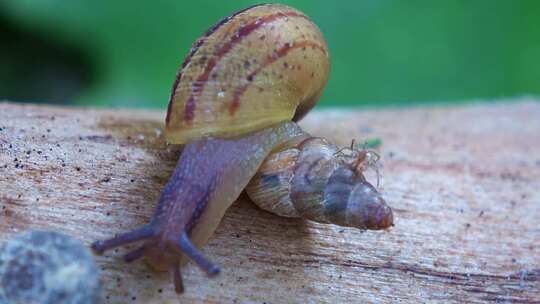 Caracol con otro