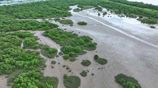 4k广东江门滨海新区银湖湾湿地红树林航拍