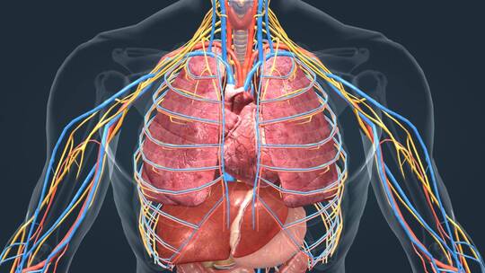 人体器官 心脏 心血管系统 心跳 心血管