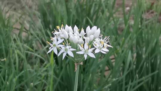 4K拍摄韭菜花特写