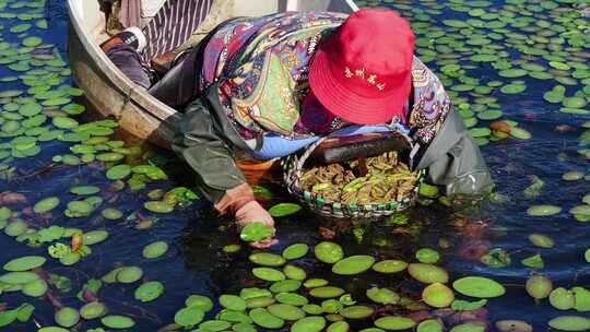 太湖东山岛时令美食莼菜采摘（航拍素材）