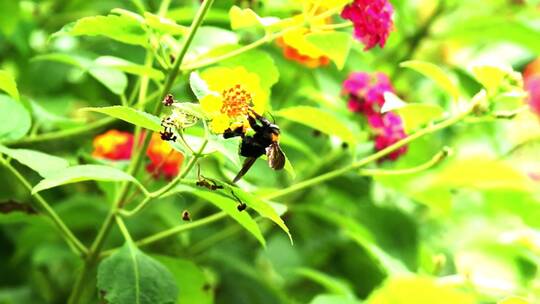 蜜蜂在鲜花上采蜜