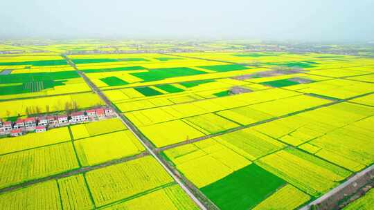 湖北江汉平原油菜花海