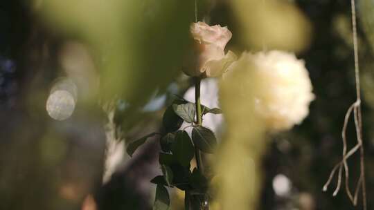 白玫瑰和挂在户外树上的装饰品