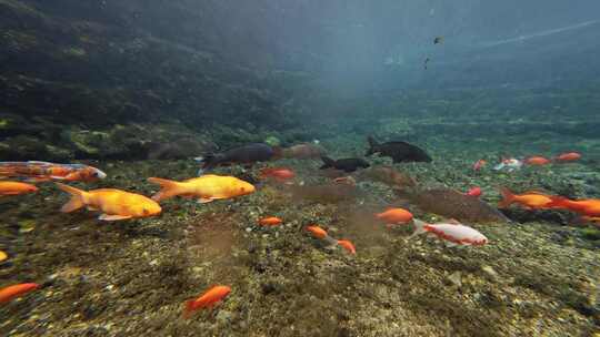 济南黑虎泉锦鲤水下世界