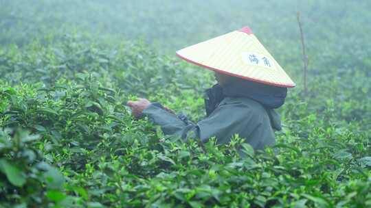 毛尖春茶白茶绿茶茶叶手工茶采摘