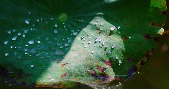 雨后荷叶上的露水珠