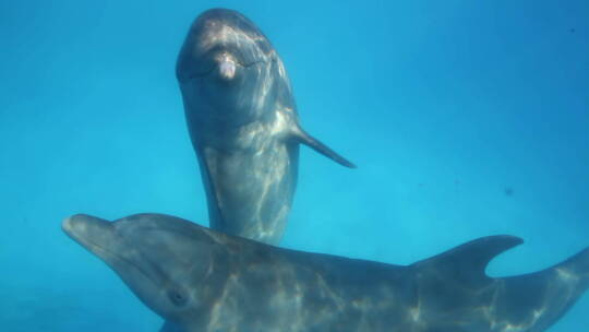 海豚在海底游泳视频素材模板下载