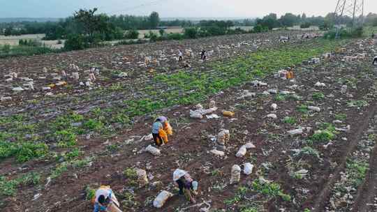 农村农业农民土豆种植收获丰收