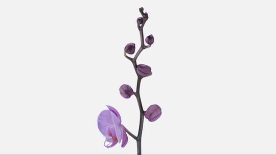 开花的紫色蝴蝶兰