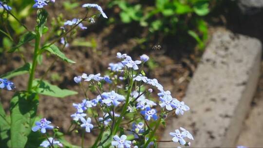 蜜蜂飞近蓝肌炎花