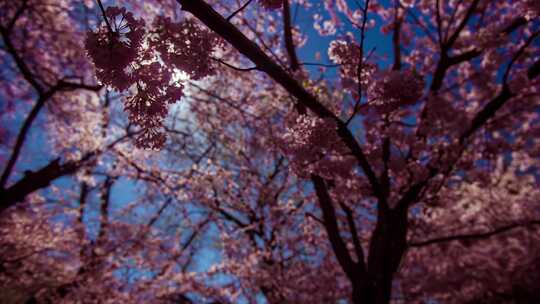 樱花树樱花在阳光中摇摆