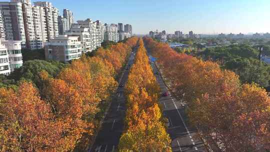 城市街道  梧桐大道  金色梧桐树