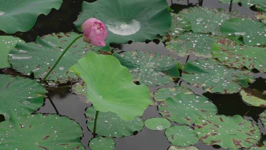 雨中的荷花视频素材03