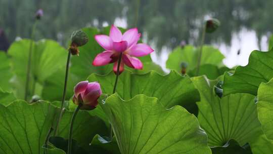 夏季公园荷花盛开唯美花瓣