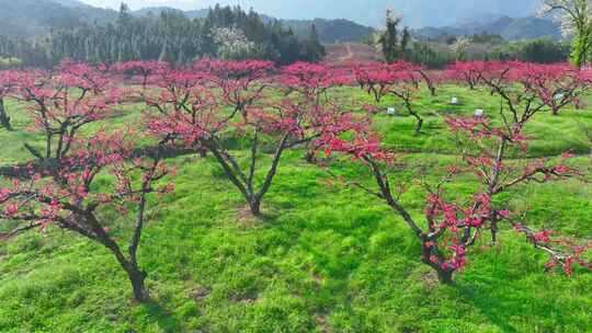 桃花树桃花林桃花山视频素材模板下载