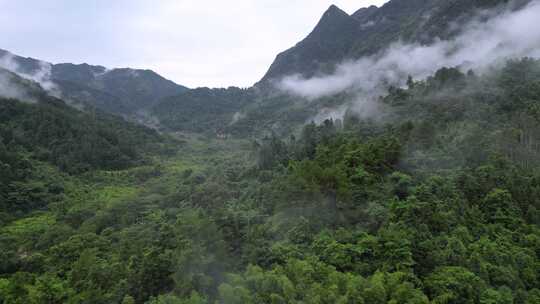 航拍阳山秤架干坑古树村自然风光