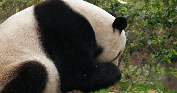 成都著名景区熊猫基地里的可爱大熊猫