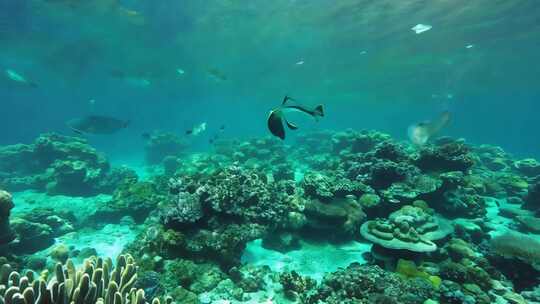 海浪飞舞 珊瑚丛生 潜水奇观 海底秘境