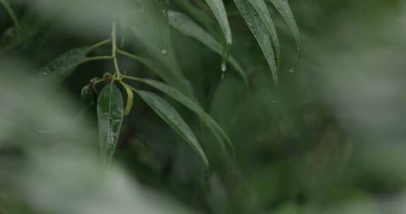 下雨天 雨后树叶 水珠 雨滴盛夏生根发芽