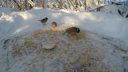 特写雪天在树林中觅食的小鸟