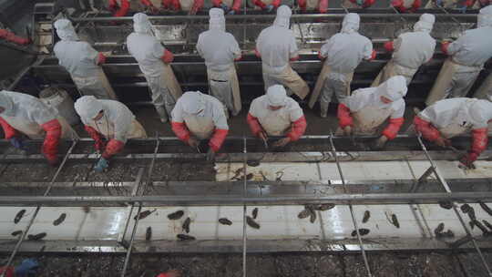 海参加工生产线工人在流水线上处理海鲜