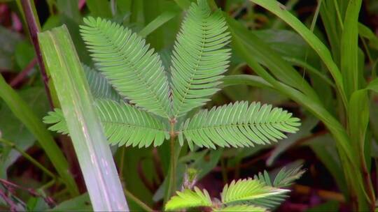 特写含羞草的叶子关闭