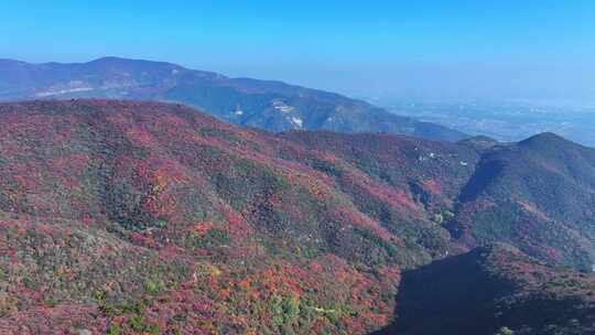 航拍太原西山红叶