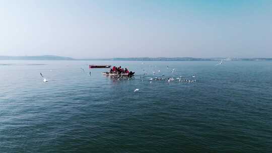 洛阳嵩县陆浑水库湿地生态海鸥